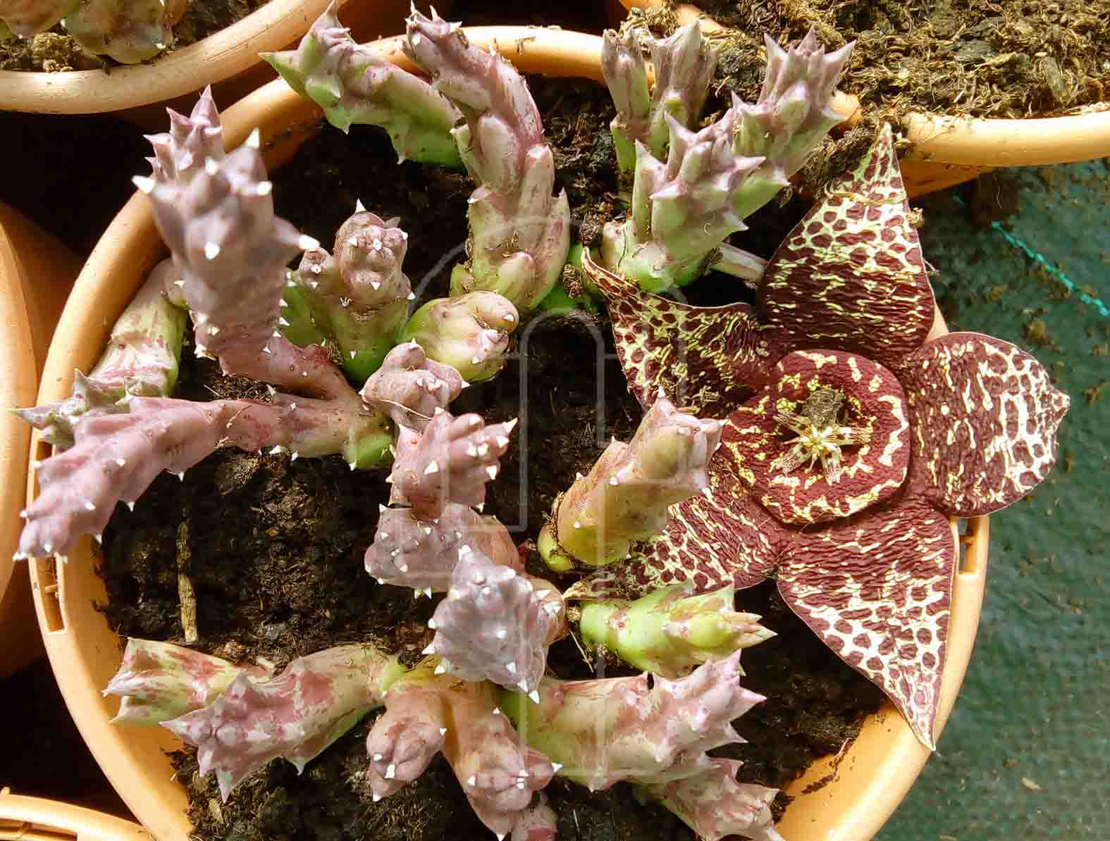 Flor de Orbea variegata